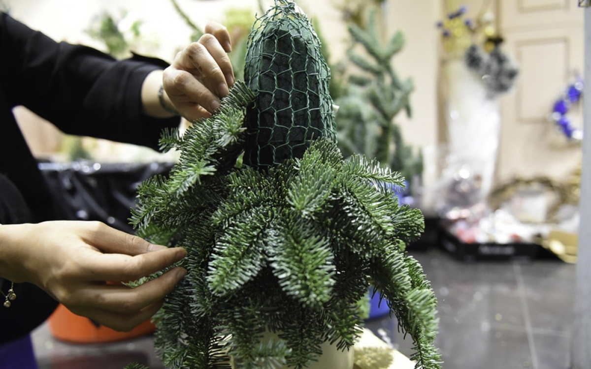 imported christmas trees prove popular among buyers in hanoi picture 4