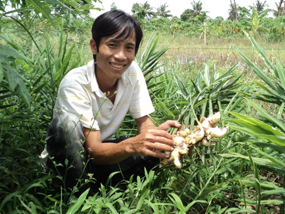 Thu cả trăm triệu đồng nhờ trồng củ vừa thơm, vừa cay