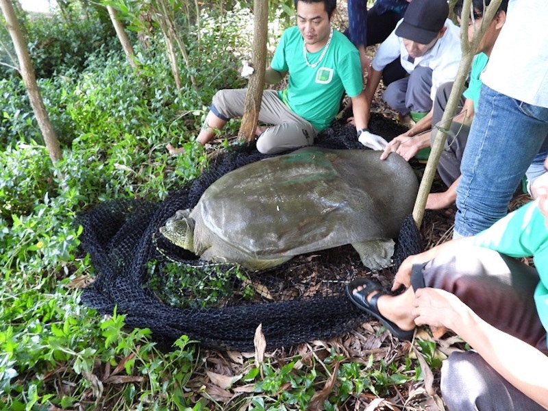 world s most endangered turtle found in hanoi s dong mo lake picture 3
