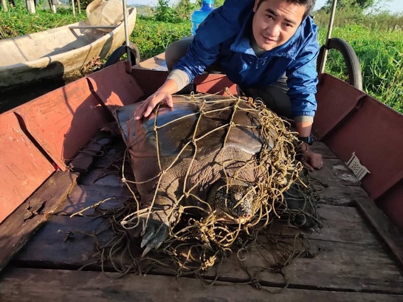 world s most endangered turtle found in hanoi s dong mo lake picture 4