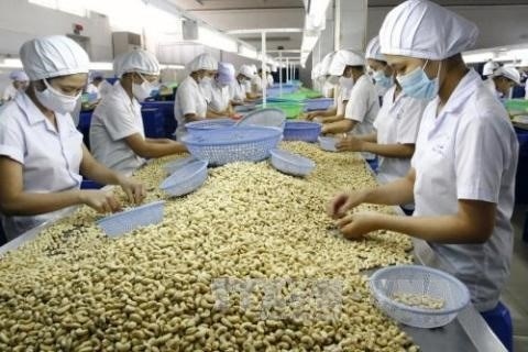 vietnam remains world s top cashew exporter picture 1