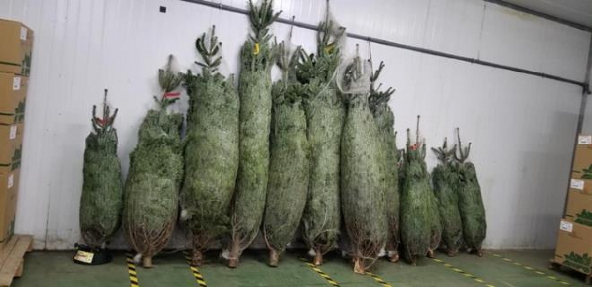 hanoians keen to buy fresh pine trees as christmas comes near picture 1