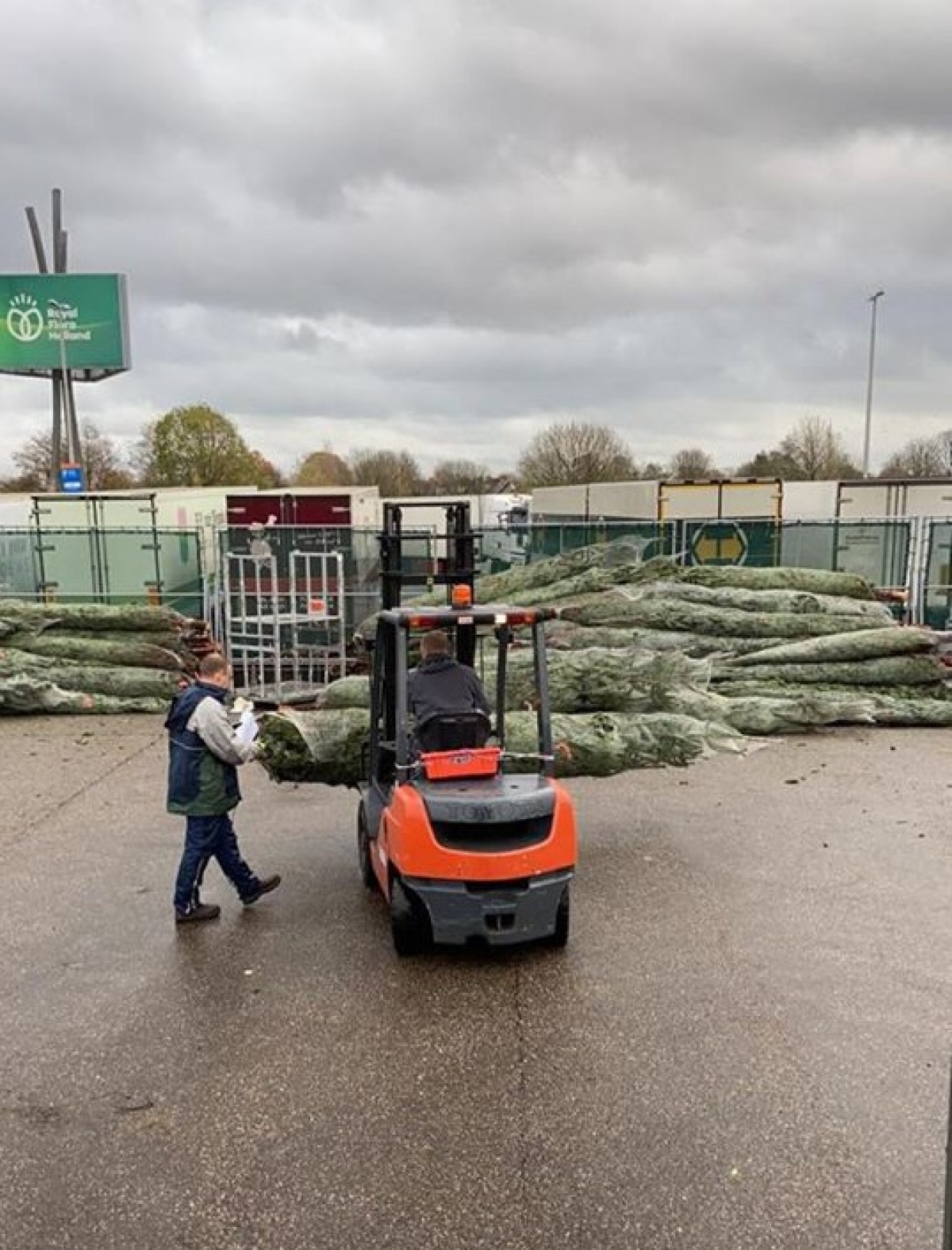 hanoians keen to buy fresh pine trees as christmas comes near picture 2