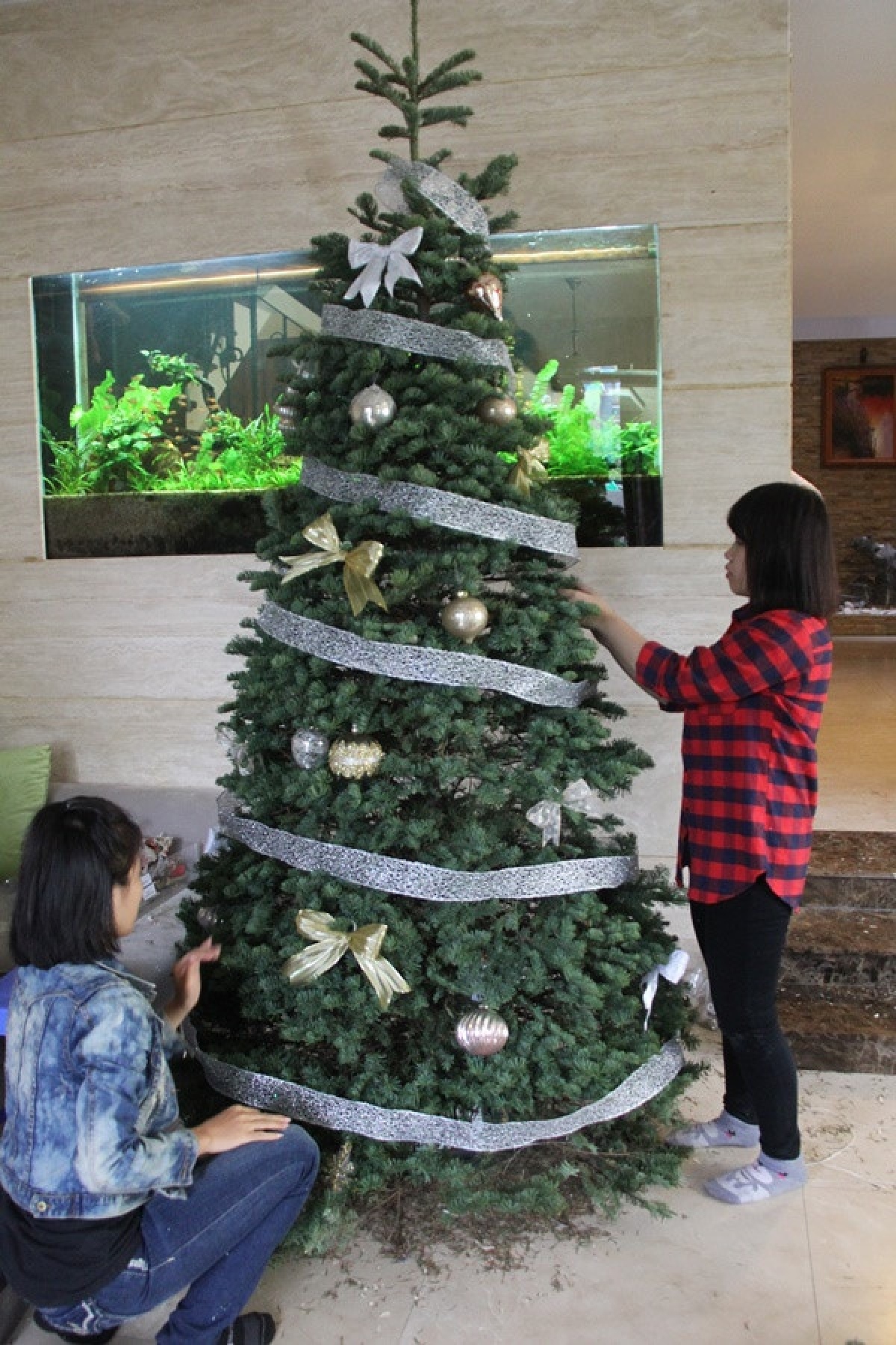 hanoians keen to buy fresh pine trees as christmas comes near picture 6