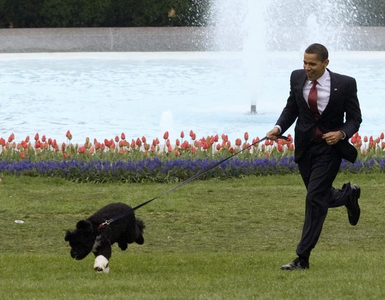 Thú cưng của Tổng thống Obama, Bo (trong ảnh), là một chú chó Bồ Đào Nha. Đây là món quà từ Thượng nghị sỹ Ted Kennedy. Năm 2013, Tổng thống Obama nuôi thêm chú chó giống Bồ Đào Nha khác có tên là Sunny.