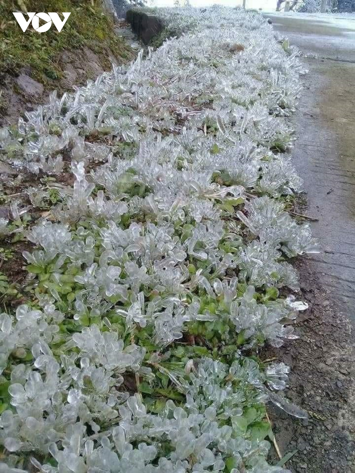 vegetables, tea left frozen in northern mountainous province picture 1 vegetables, tea left frozen in northern mountainous province picture 1