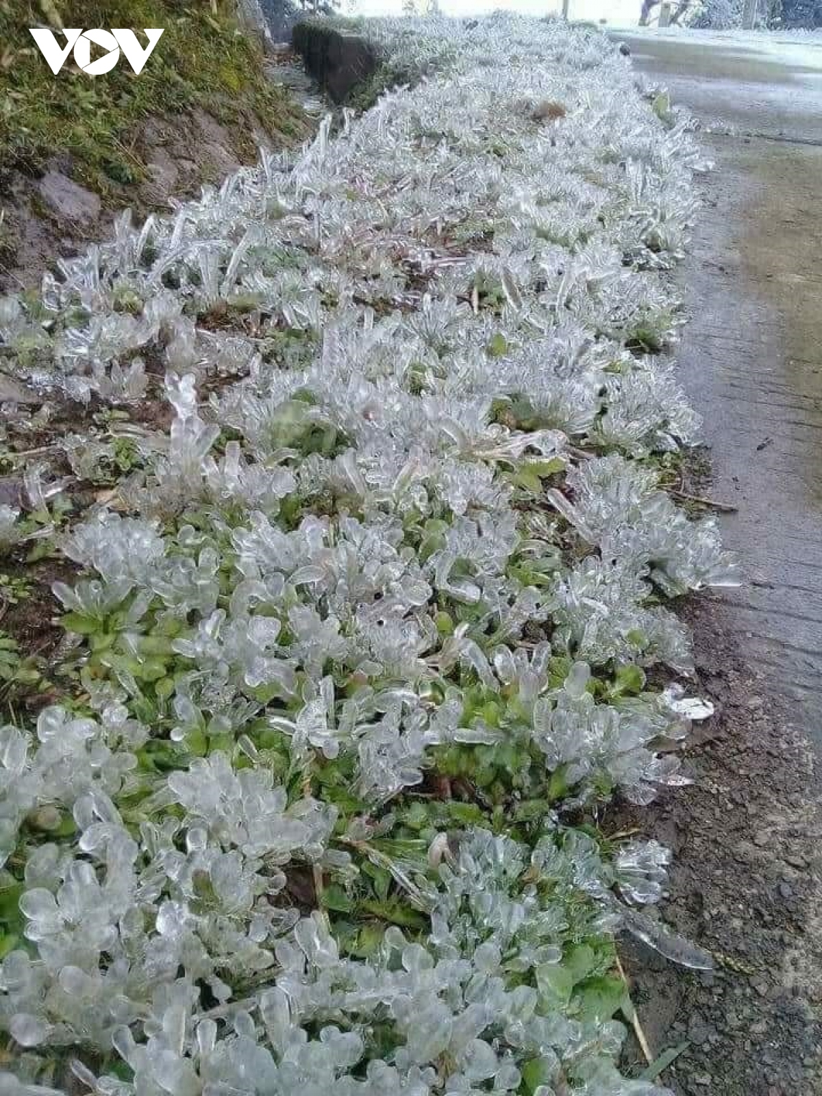 vegetables, tea left frozen in northern mountainous province picture 1