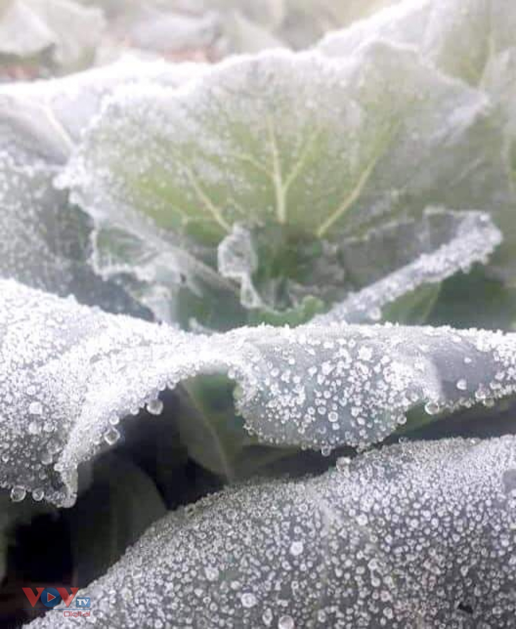 vegetables, tea left frozen in northern mountainous province picture 3