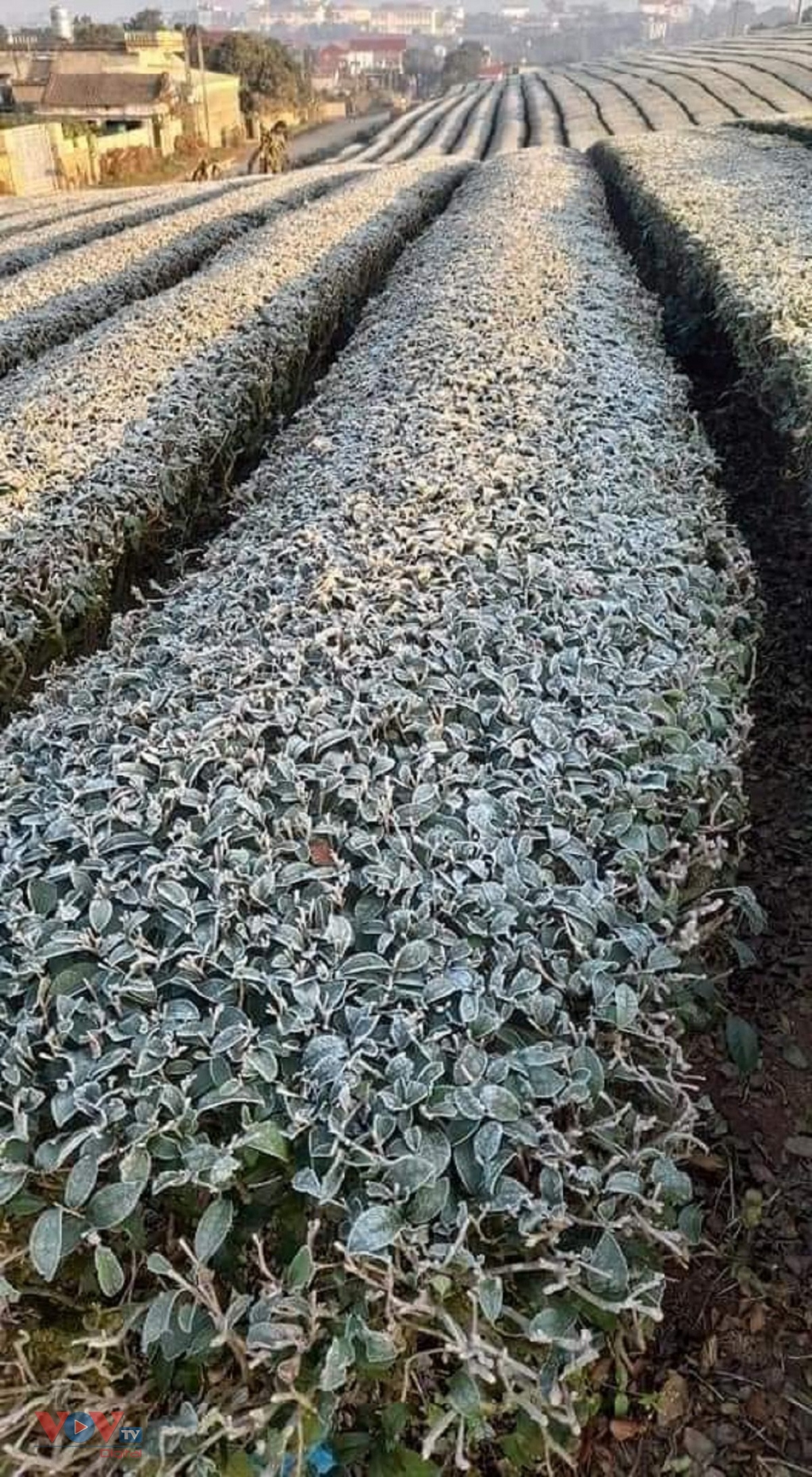 vegetables, tea left frozen in northern mountainous province picture 4
