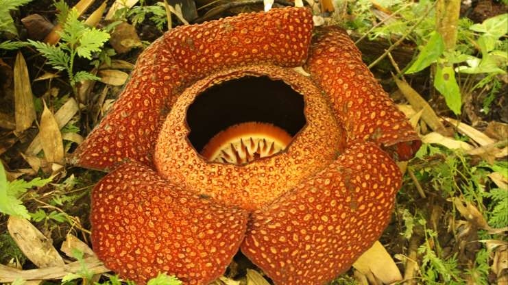 Những loài thực vật kỳ lạ nhất hành tinh | VOV.VN