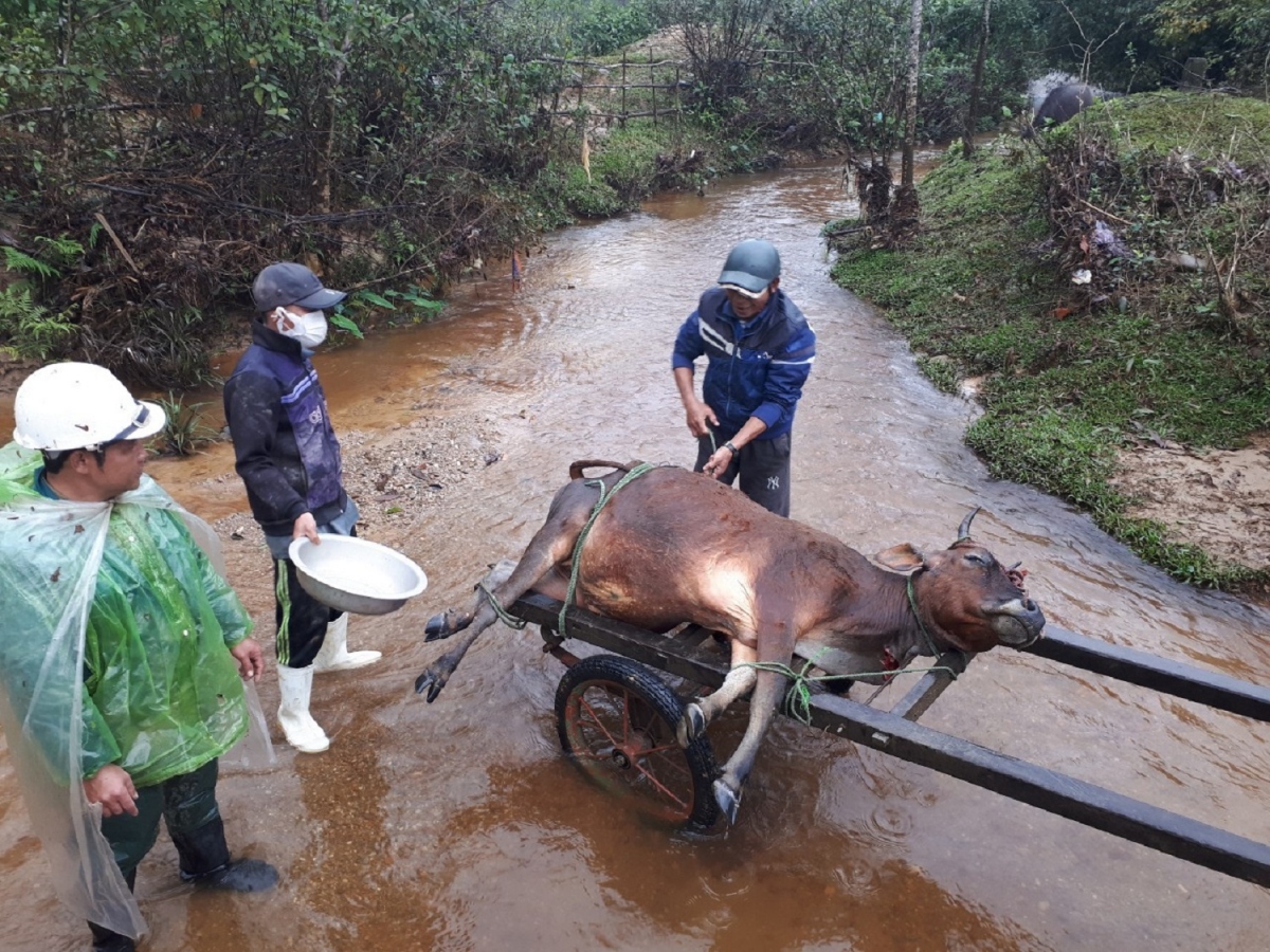 Hơn 900 gia súc ở miền núi A Lưới (TT Huế) bị chết