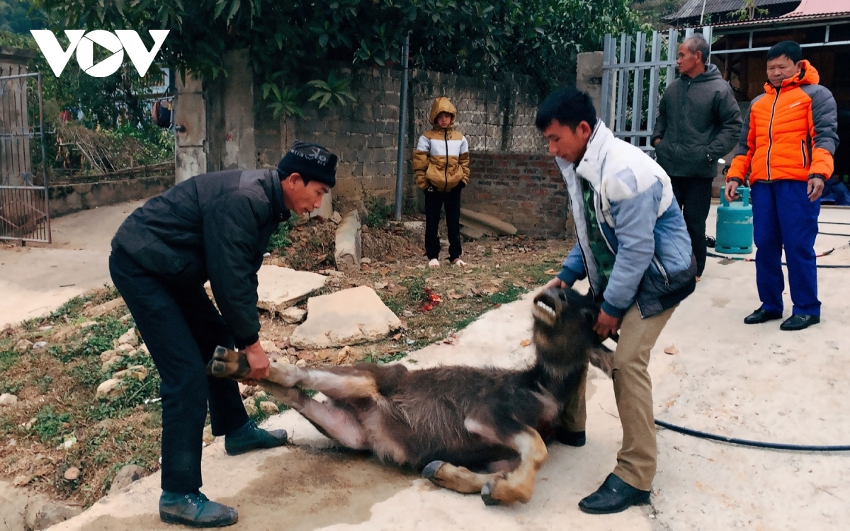 Do thời tiết quá lạnh đã xuất hiện tình trạng trâu, bò chết rét.