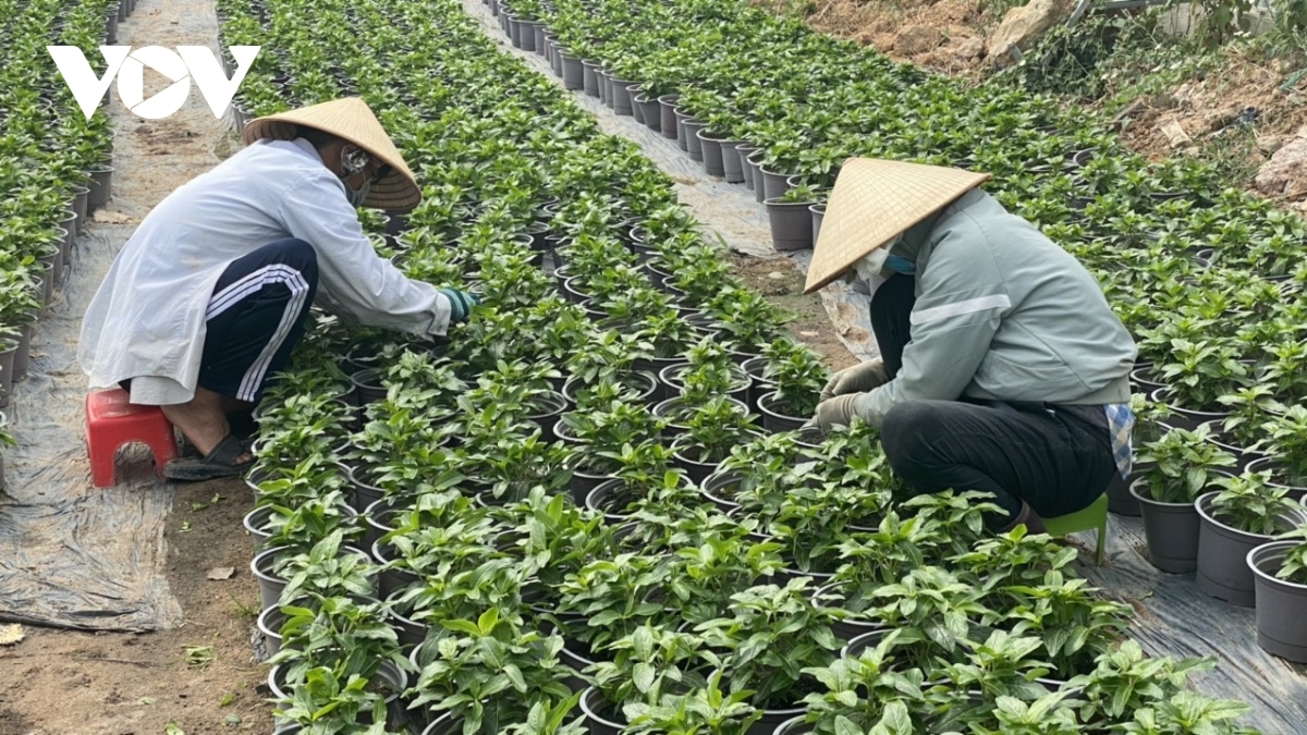 flower farmers in kim dinh village hard at work ahead of tet picture 5