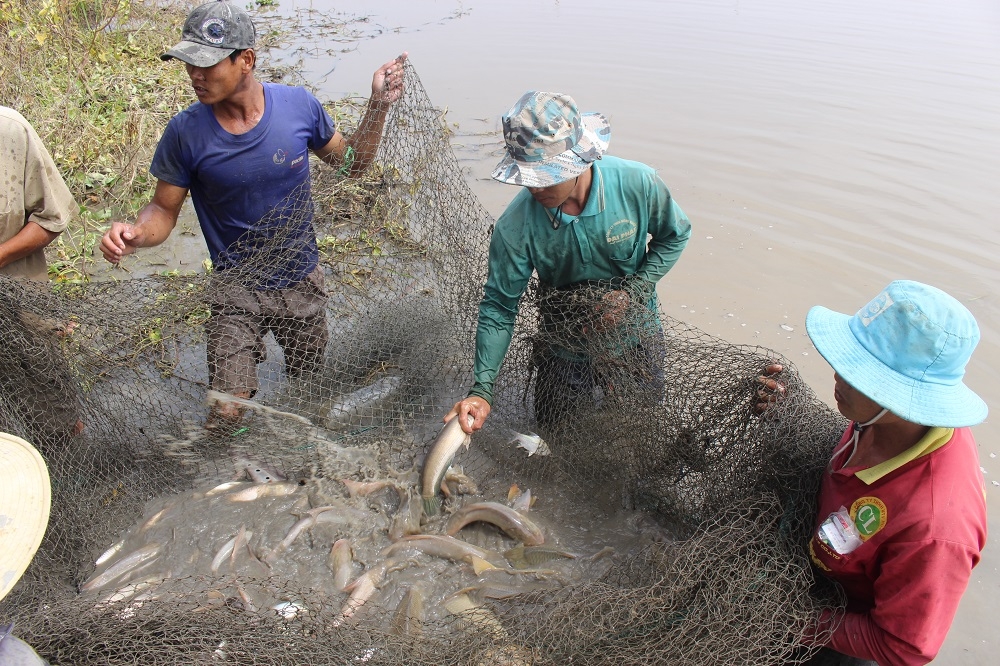 Hậu Giang thu hoạch diện tích cá nuôi trên ruộng mùa nước nổi