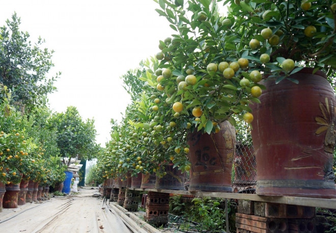 hanoi gardeners prepare kumquat trees ahead of tet picture 10