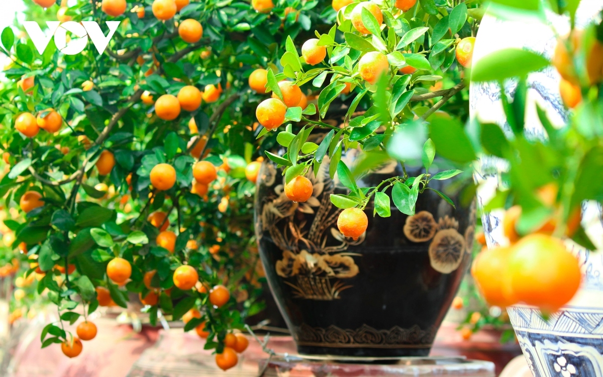 A pot with a bonsai kumquat tree costs around VND500,000, equivalent to US$21.7. Some come in unique shapes and can be worth up to dozens of millions of VND.