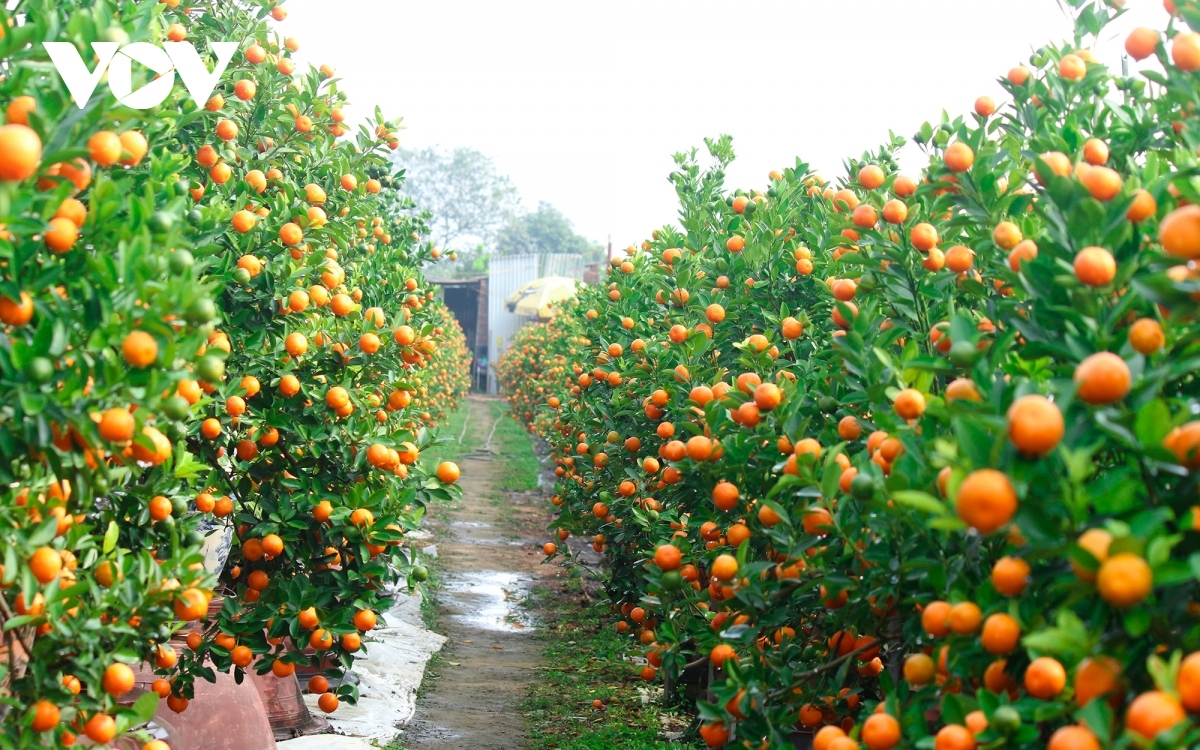 With just over 20 days to go until Tet, visitors to the area are drawn by the beautiful colour of ripening kumquat trees.