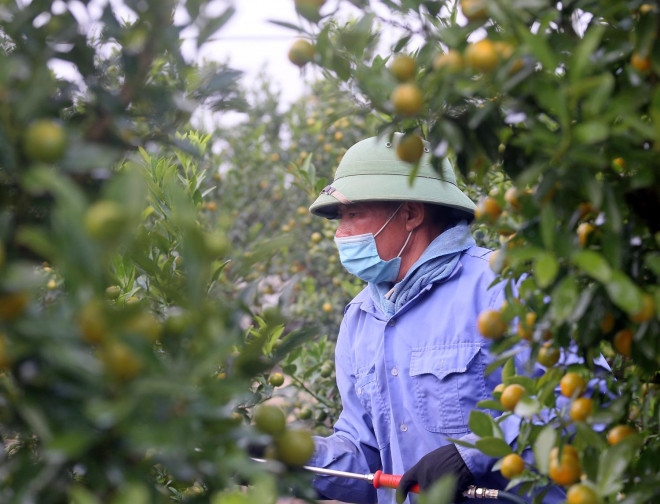 hanoi gardeners prepare kumquat trees ahead of tet picture 1