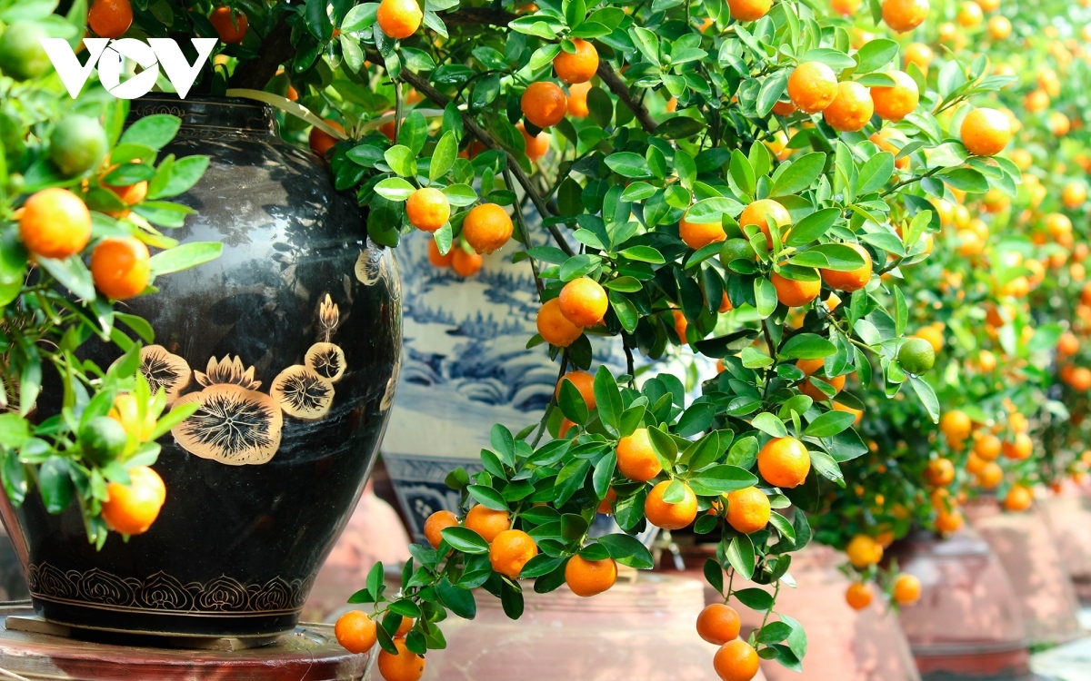 Gardeners typically spend the entire year growing their kumquats so they are ready in time for Tet.