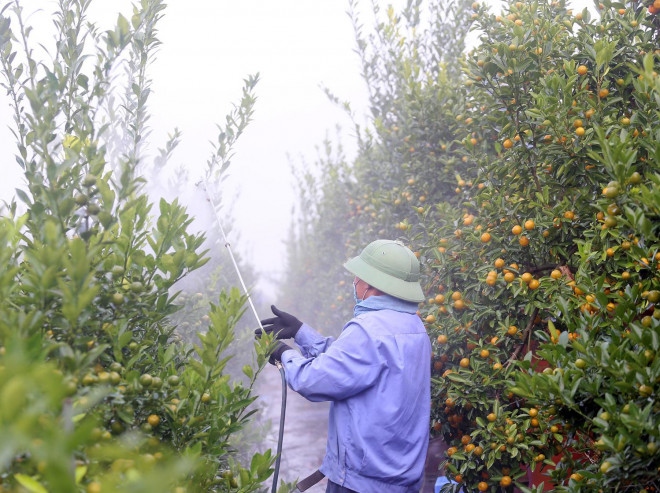 hanoi gardeners prepare kumquat trees ahead of tet picture 2