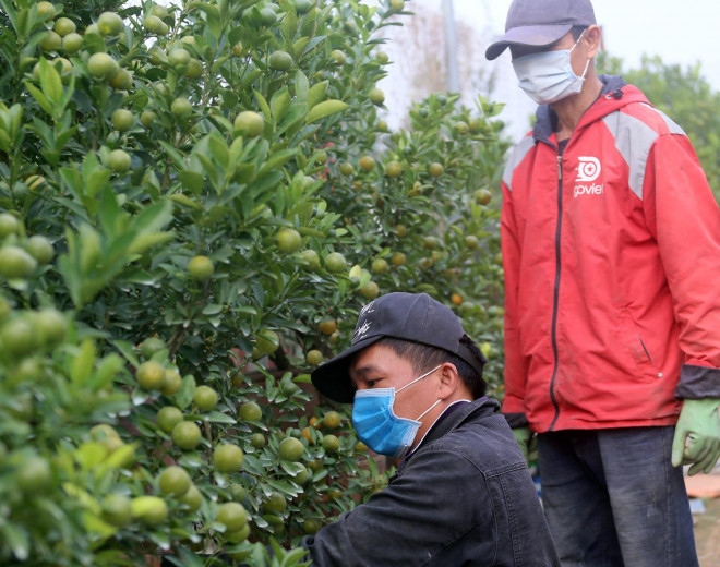 hanoi gardeners prepare kumquat trees ahead of tet picture 3 hanoi gardeners prepare kumquat trees ahead of tet picture 3