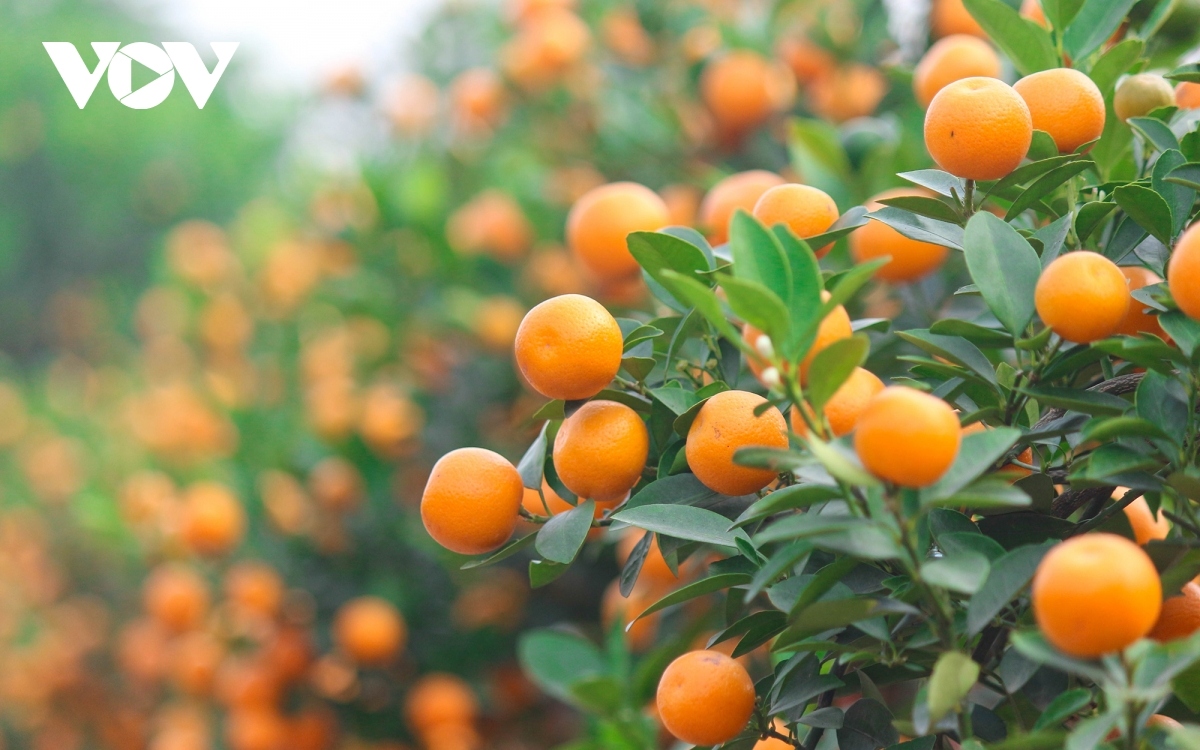 Kumquat trees can be spotted on sale at local markets from December last year.