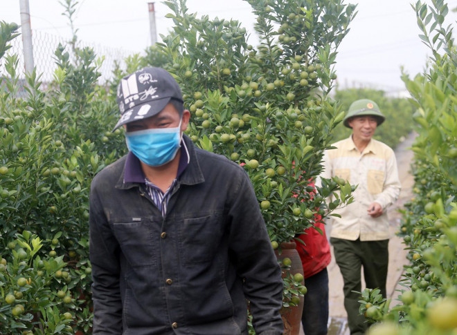 hanoi gardeners prepare kumquat trees ahead of tet picture 5 hanoi gardeners prepare kumquat trees ahead of tet picture 5