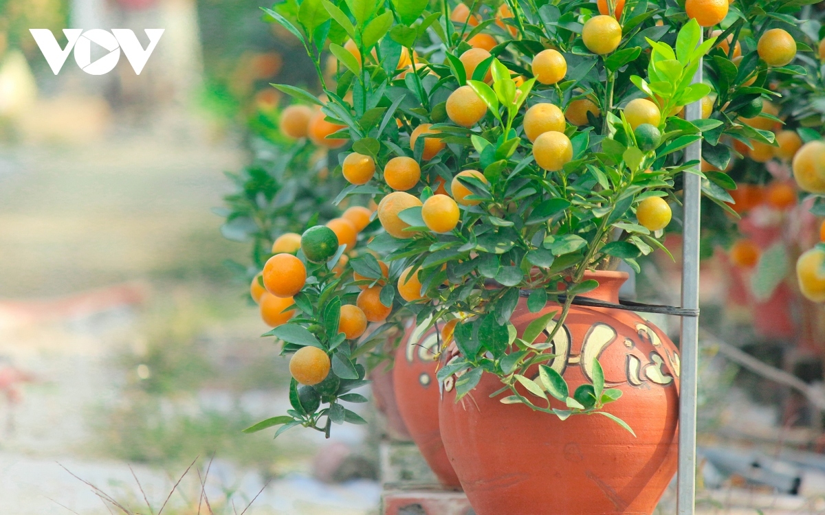Recent years has seen a majority of growers in Tu Lien move from growing traditional kumquats in their gardens to bonsai kumquat in pots.