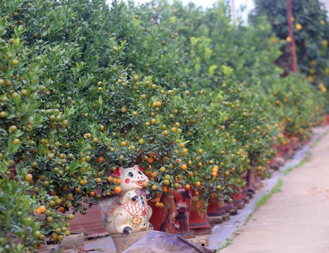 hanoi gardeners prepare kumquat trees ahead of tet picture 6