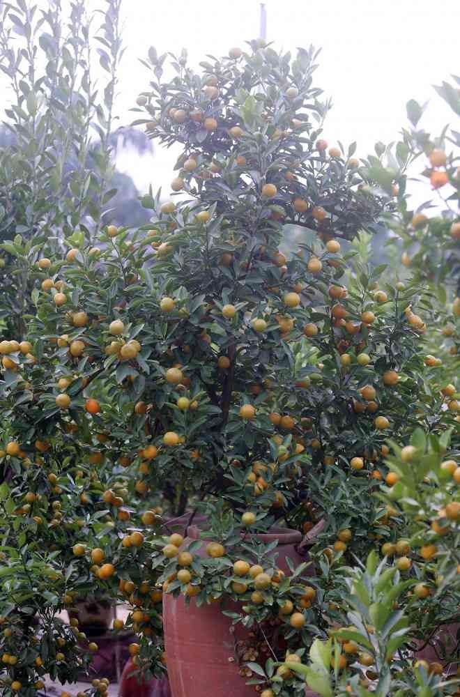 hanoi gardeners prepare kumquat trees ahead of tet picture 8