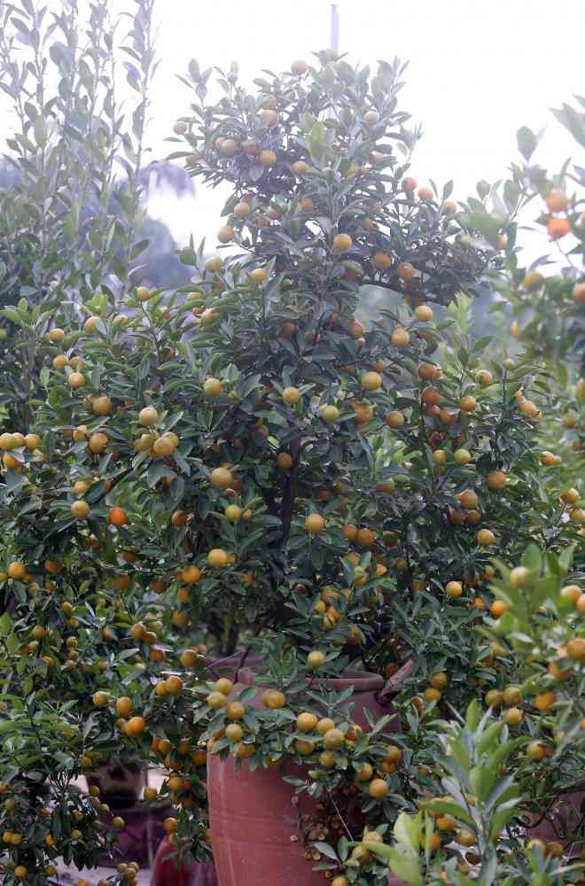 hanoi gardeners prepare kumquat trees ahead of tet picture 8 hanoi gardeners prepare kumquat trees ahead of tet picture 8