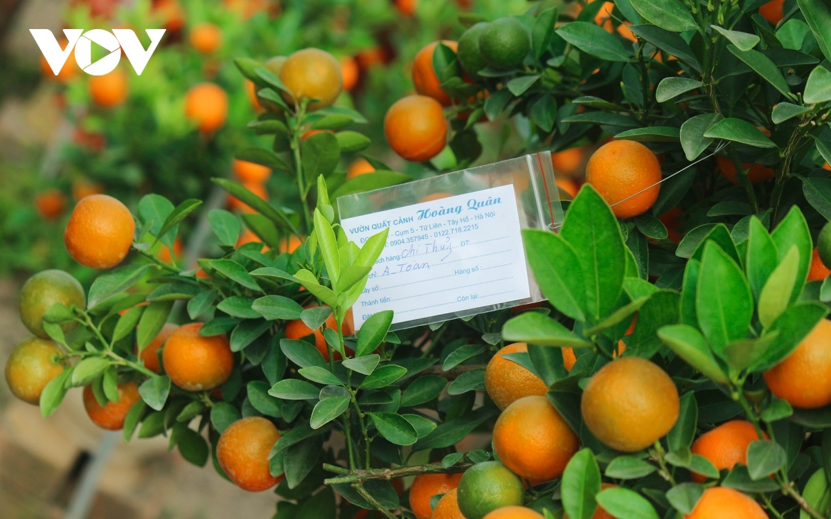 A gardener says that approximately 600 pots of kumquat trees in his garden have been ordered so far.