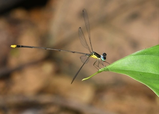 The new damselfly species is found in the Vu Quang and Pu Mat national parks (Photo courtesy of researchers)