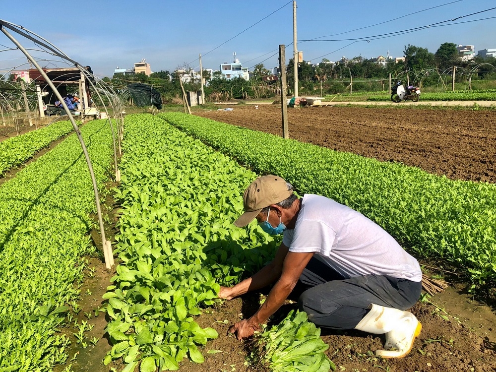 Người dân vùng ven Đà Nẵng tất bật chăm sóc vụ rau Tết