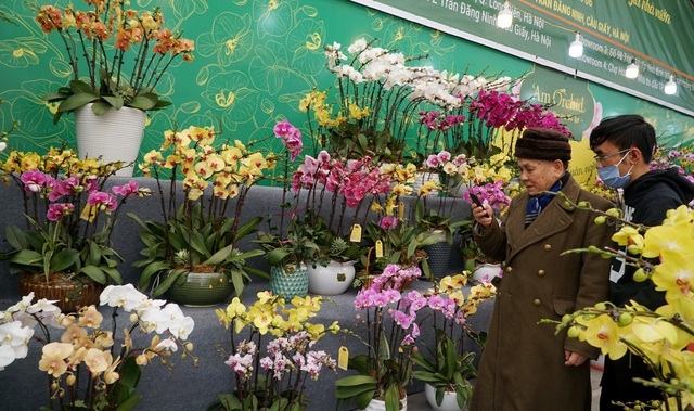 orchid flowers lure customers ahead of tet holiday picture 1