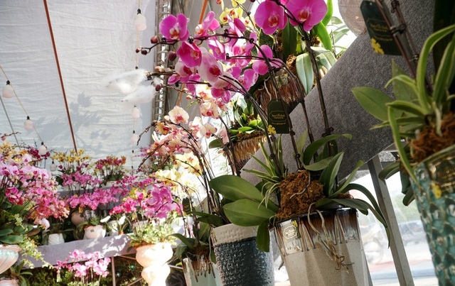 orchid flowers lure customers ahead of tet holiday picture 2