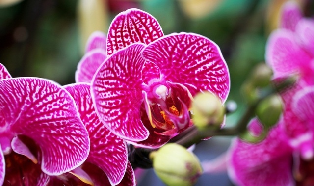 orchid flowers lure customers ahead of tet holiday picture 3