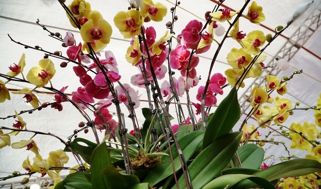orchid flowers lure customers ahead of tet holiday picture 4