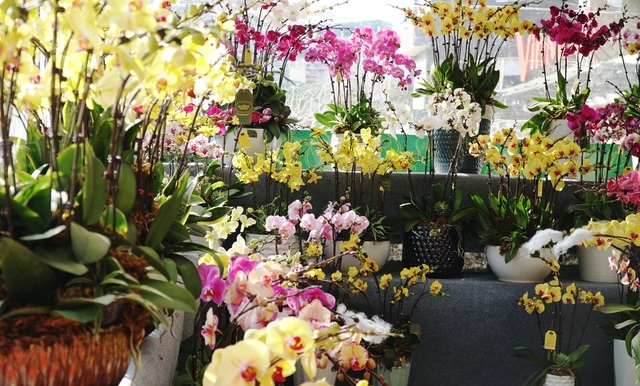 orchid flowers lure customers ahead of tet holiday picture 5