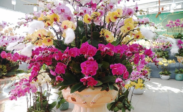 orchid flowers lure customers ahead of tet holiday picture 8