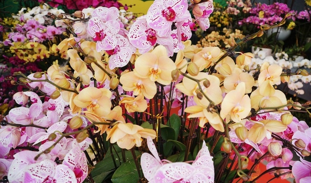orchid flowers lure customers ahead of tet holiday picture 9