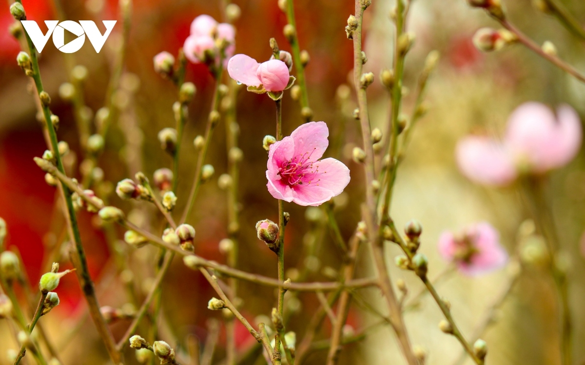 bustling flower market ahead of lunar new year holiday picture 11