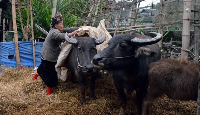 Chống rét cho trâu bò như thế nào khi rét đậm, rét hại?