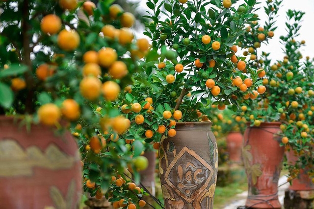 Hanoi gardeners prepare kumquat trees ahead of Tet