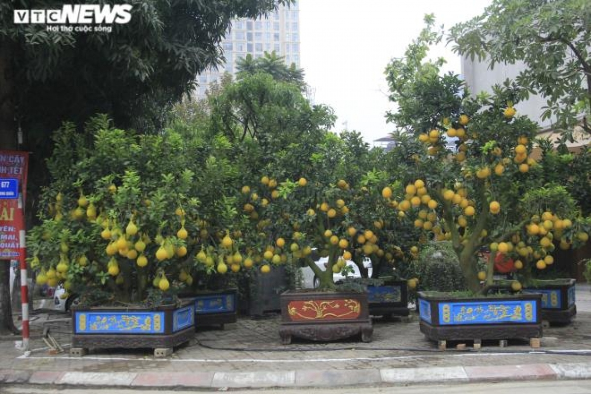 gardeners in hanoi prepare dien ornamental pomelos for tet picture 2