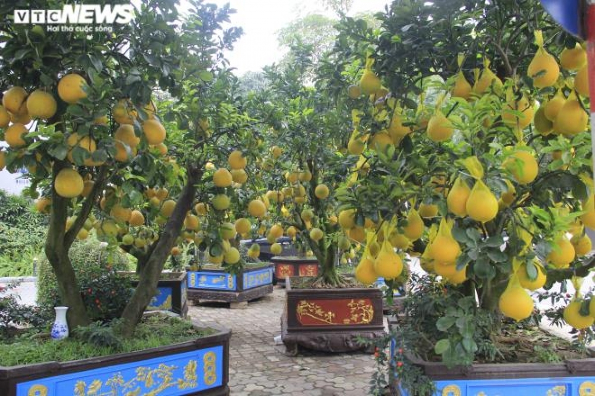 gardeners in hanoi prepare dien ornamental pomelos for tet picture 11