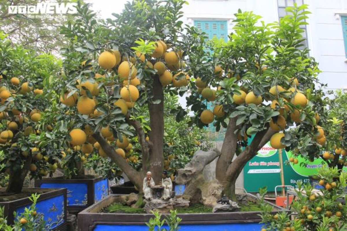 gardeners in hanoi prepare dien ornamental pomelos for tet picture 14