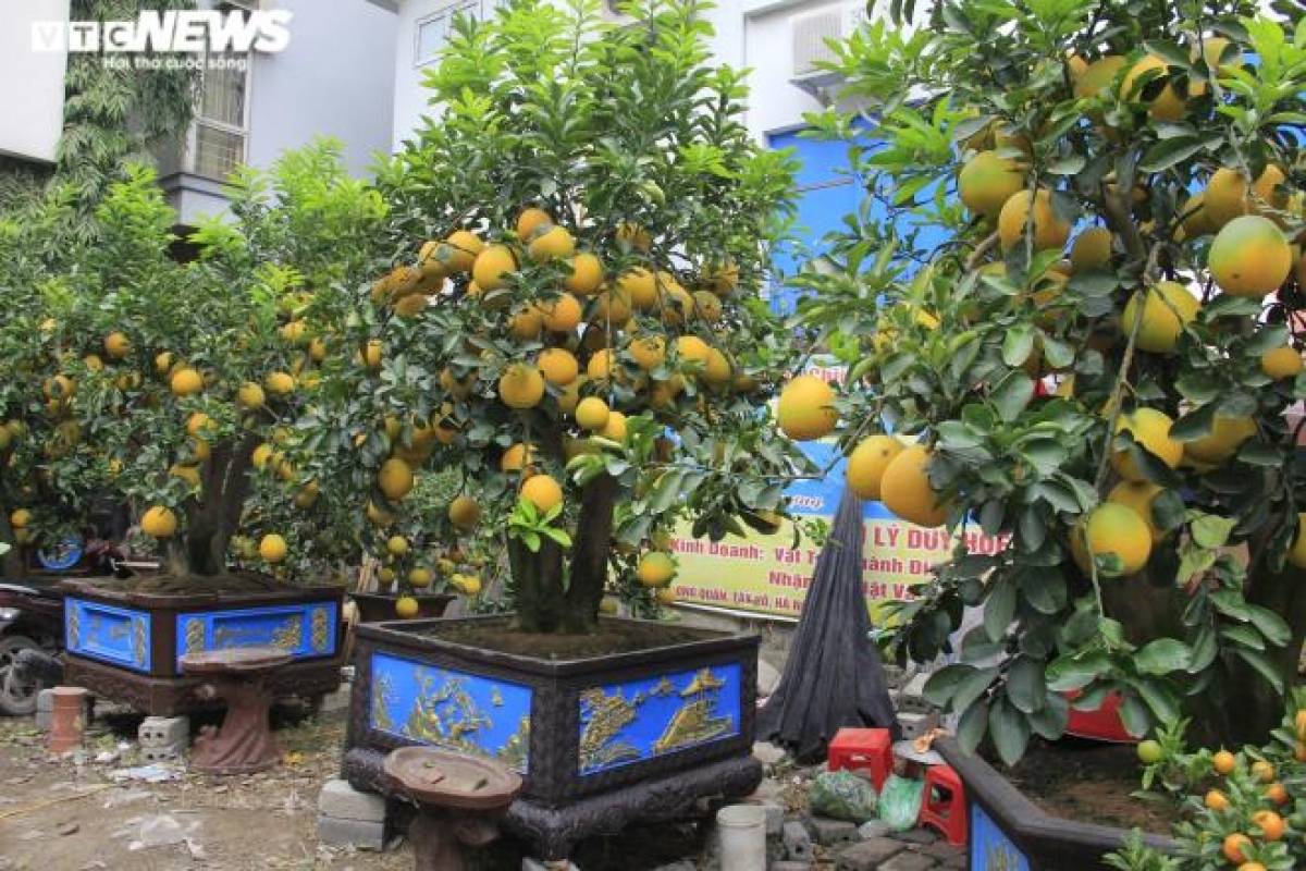 gardeners in hanoi prepare dien ornamental pomelos for tet picture 15