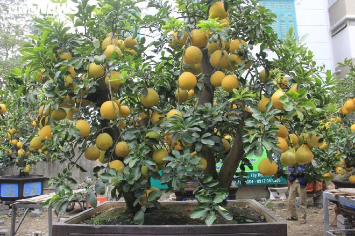 gardeners in hanoi prepare dien ornamental pomelos for tet picture 16