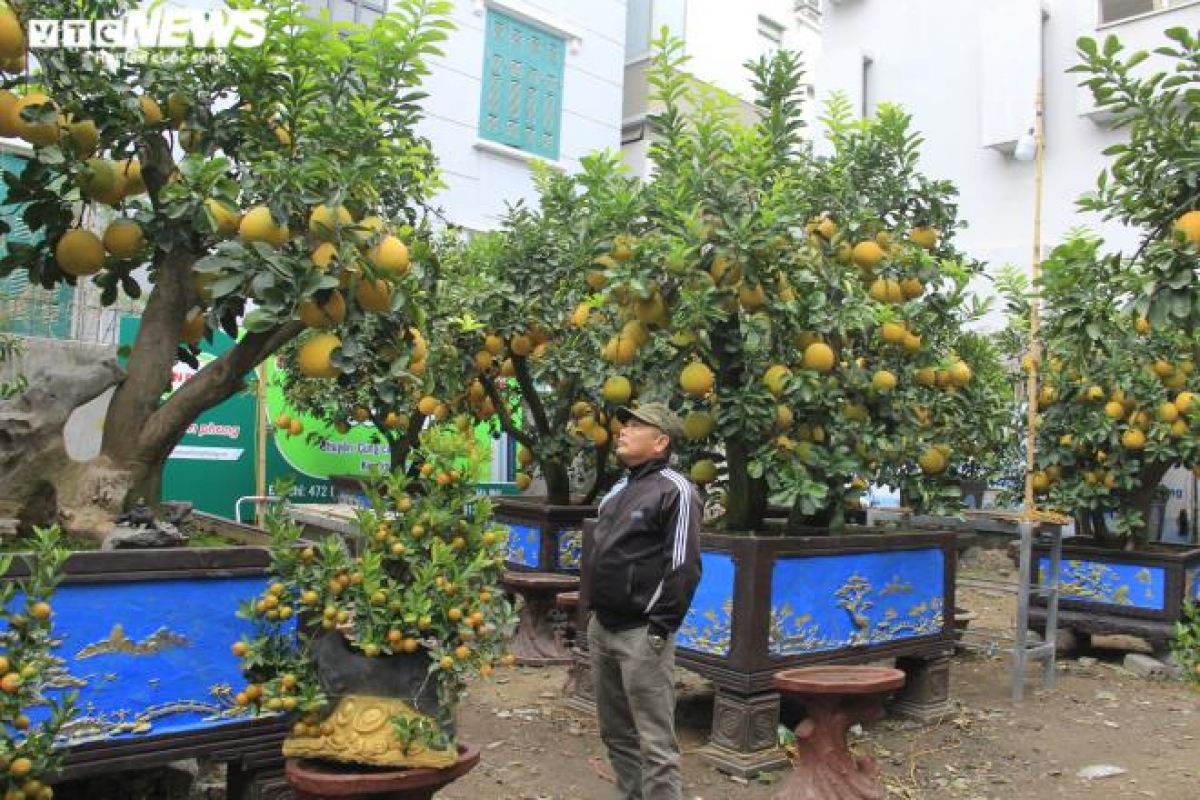gardeners in hanoi prepare dien ornamental pomelos for tet picture 3
